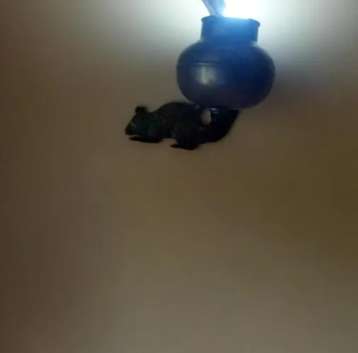 Rural Los Angeles Hotel